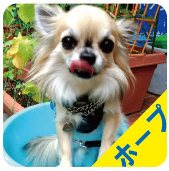 ホープのマスコット犬・インディーがバケツの中に入って舌をペロリと出している写真